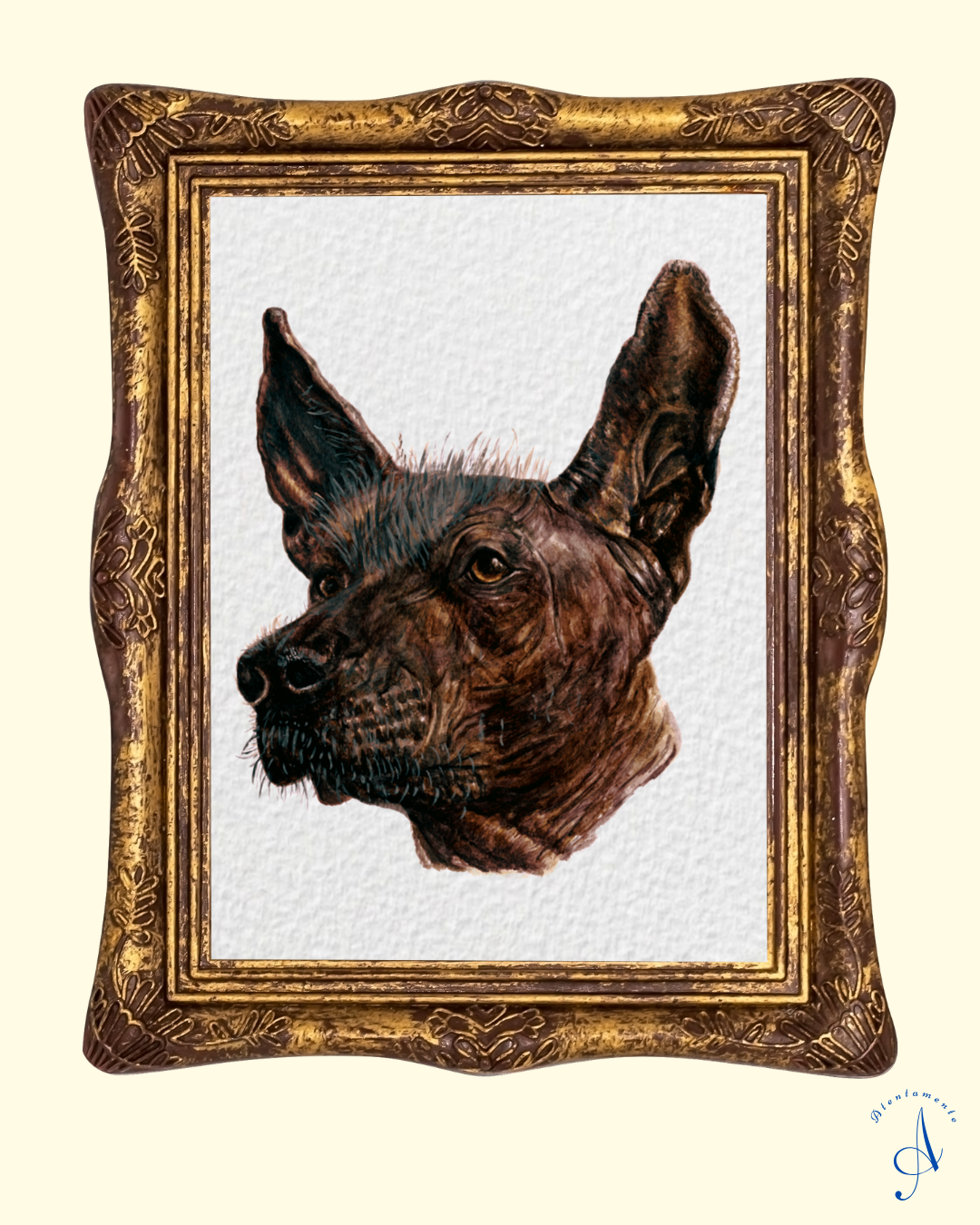 Xoloitzcuintle