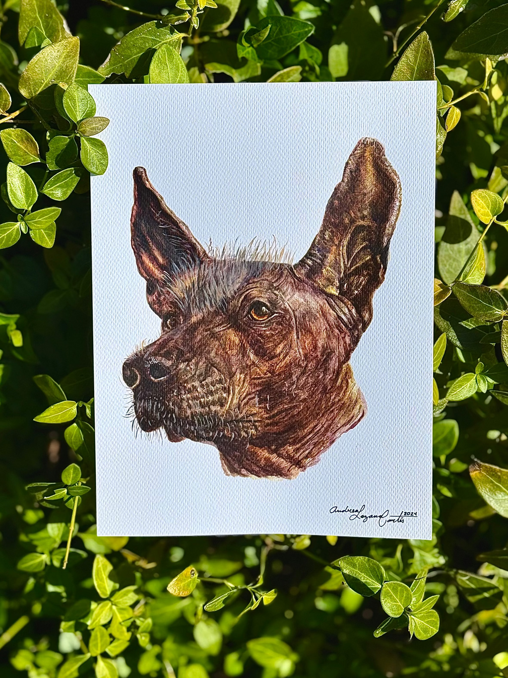 Xoloitzcuintle