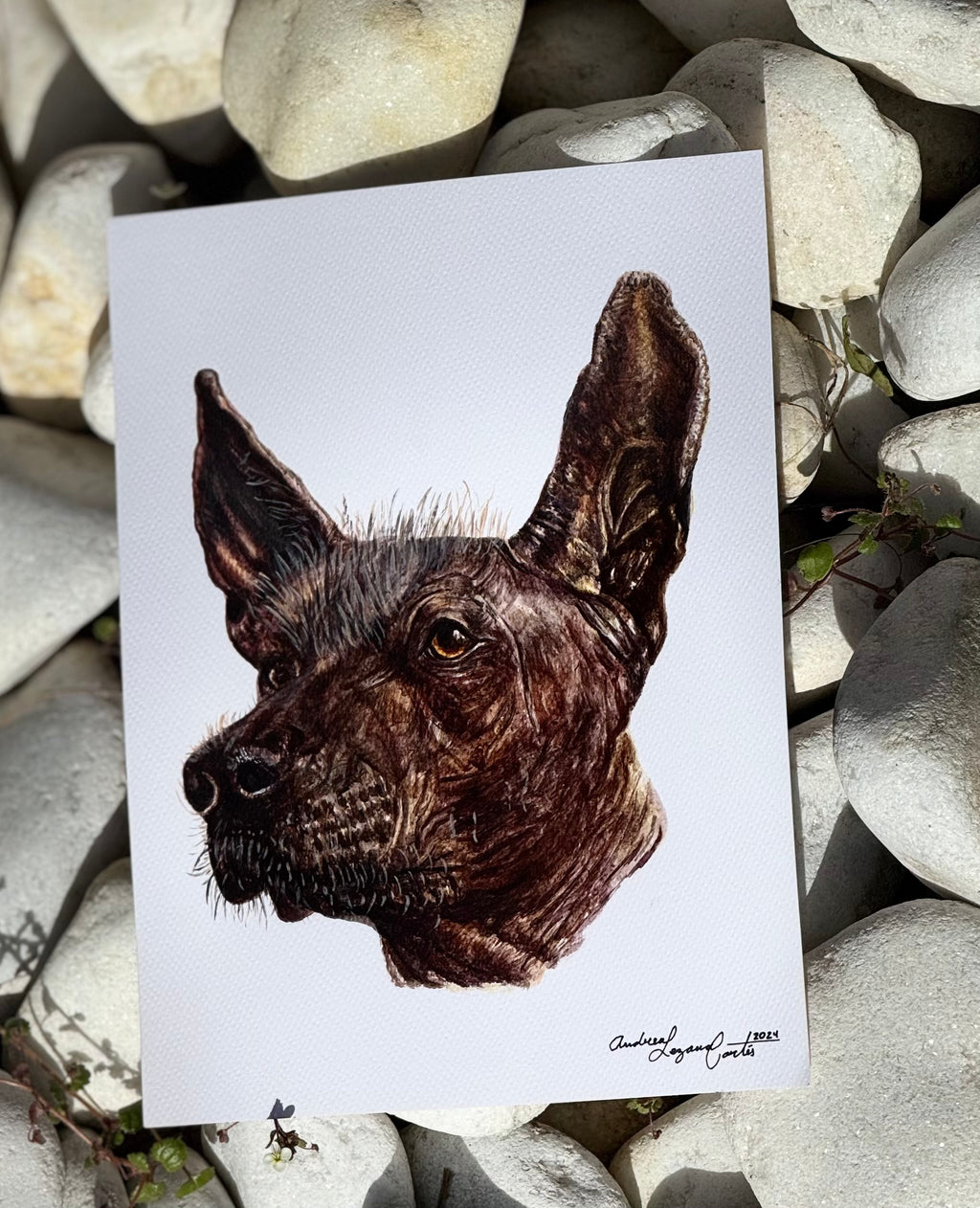 Xoloitzcuintle