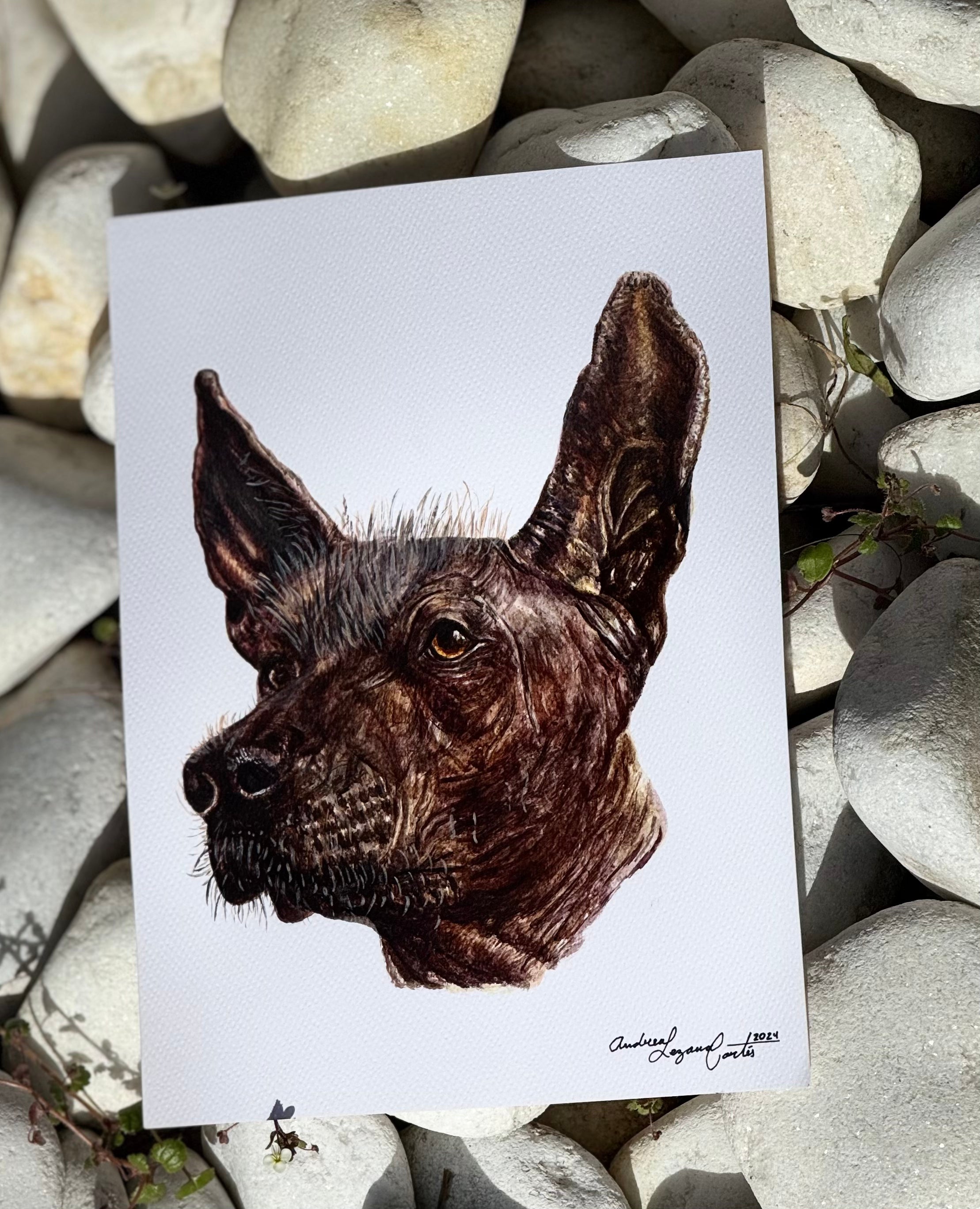 Xoloitzcuintle